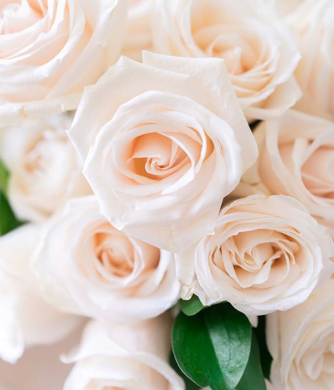 Two Dozen White Roses - Image 4