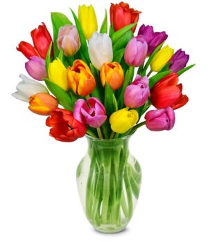 Rainbow Tulip Bouquet  - 20 Stems