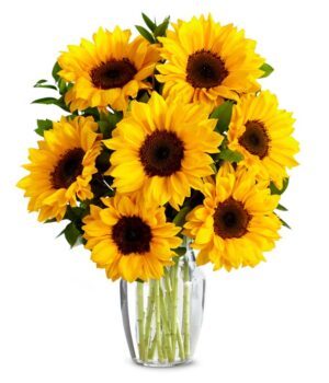 Stunning Sunflowers
