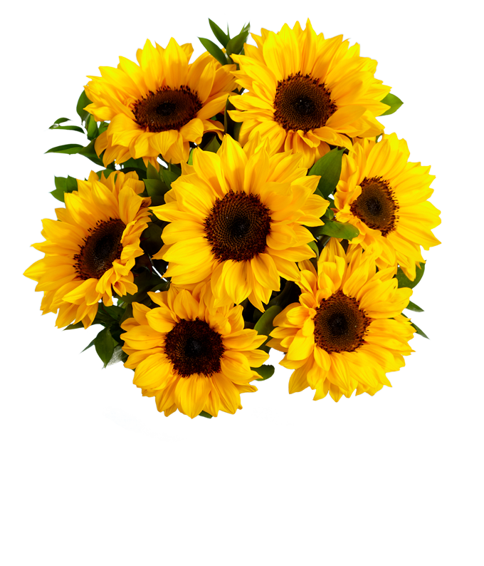 Stunning Sunflowers - Image 2