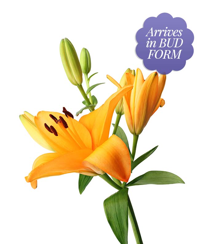Starlit Iris & Swizzle Berry Bundle - Image 2