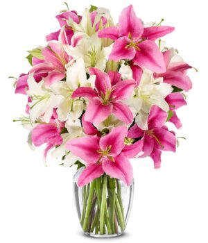 Stunning Pink and White Lilies - Premium
