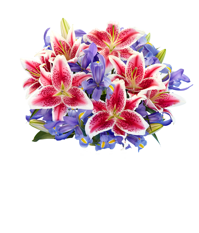 f 673 h.png