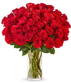 50 Stunning Long Stemmed Red Roses