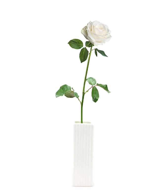 fyf rose w.jpg