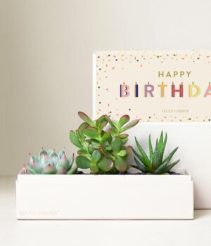 Lula's Garden ® Birthday Jewel Succulent Box