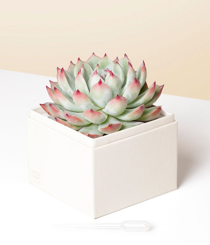 Lula's Garden ® Bliss Succulent Gift - Image 2