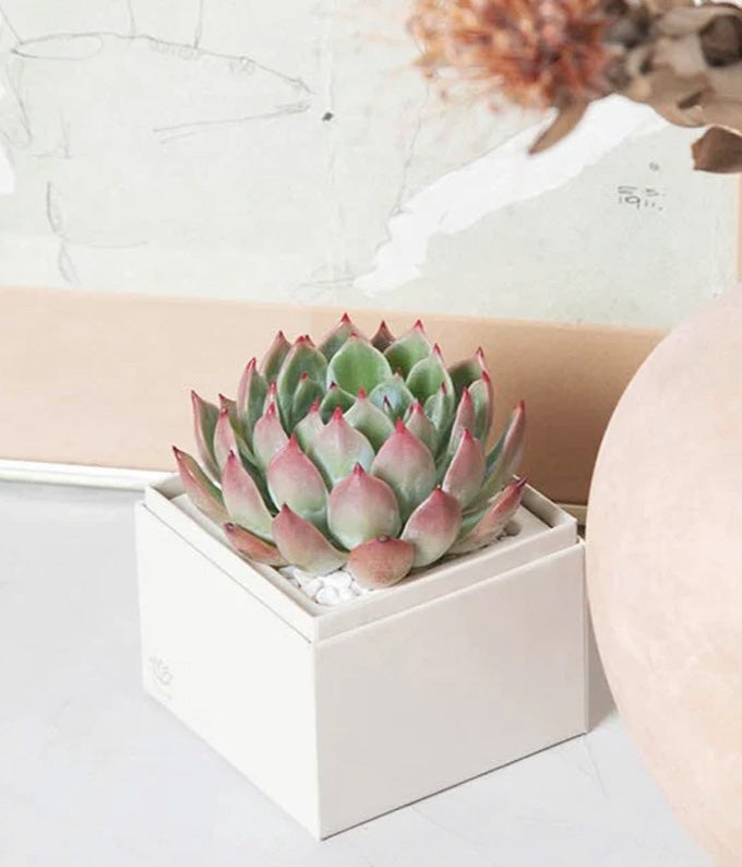 Lula's Garden ® Bliss Succulent Gift - Image 4
