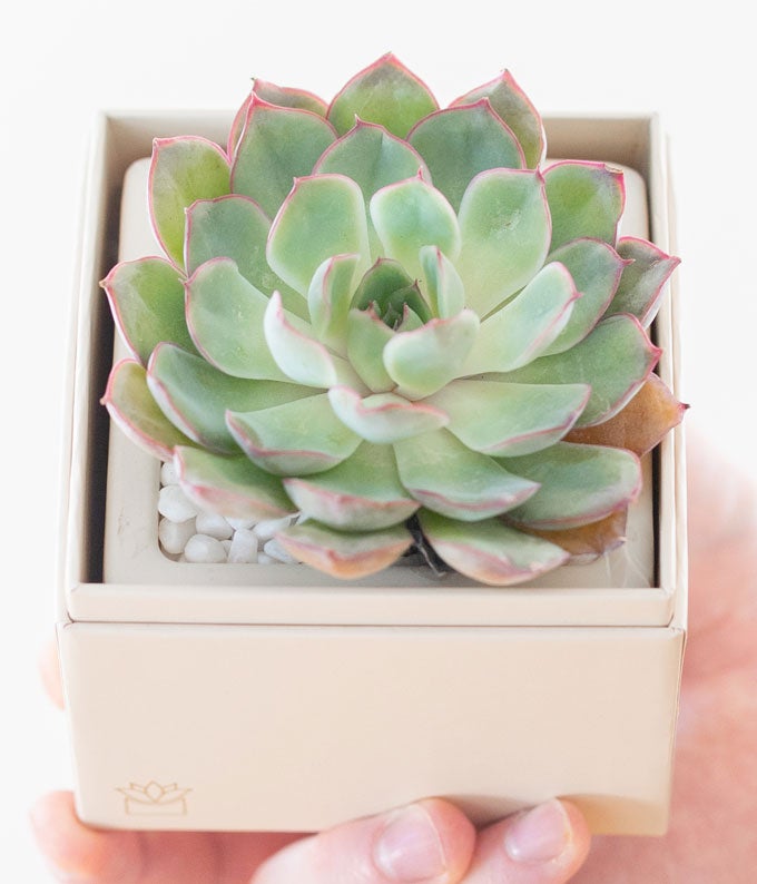 Lula's Garden ® Bliss Succulent Gift - Image 5