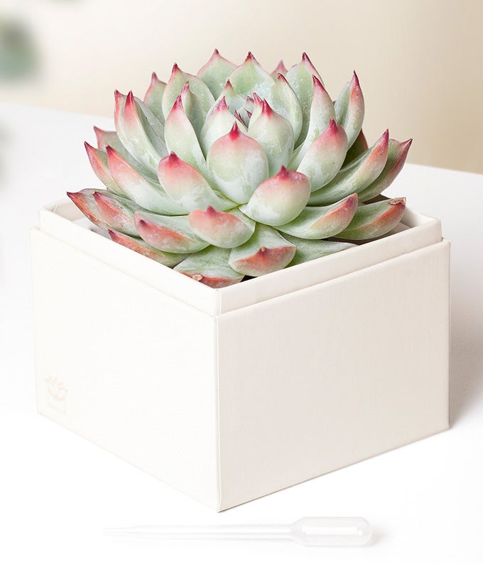 Lula's Garden ® Get Well Bliss Succulent Gift - Image 2
