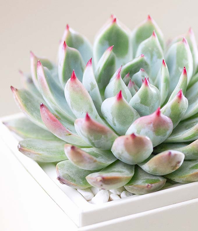 Lula's Garden ® Get Well Bliss Succulent Gift - Image 3