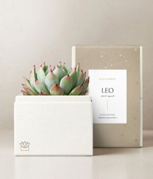 Lula's Garden ® Fire Collection Leo Succulent