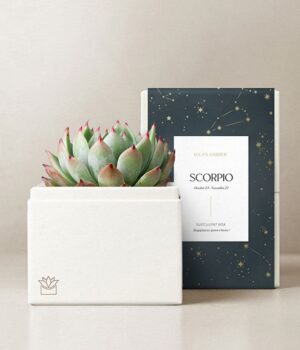 Lula's Garden ® Water Collection Scorpio Succulent