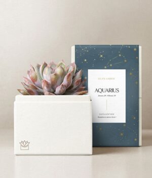Lula's Garden ® Air Collection Aquarius Succulent
