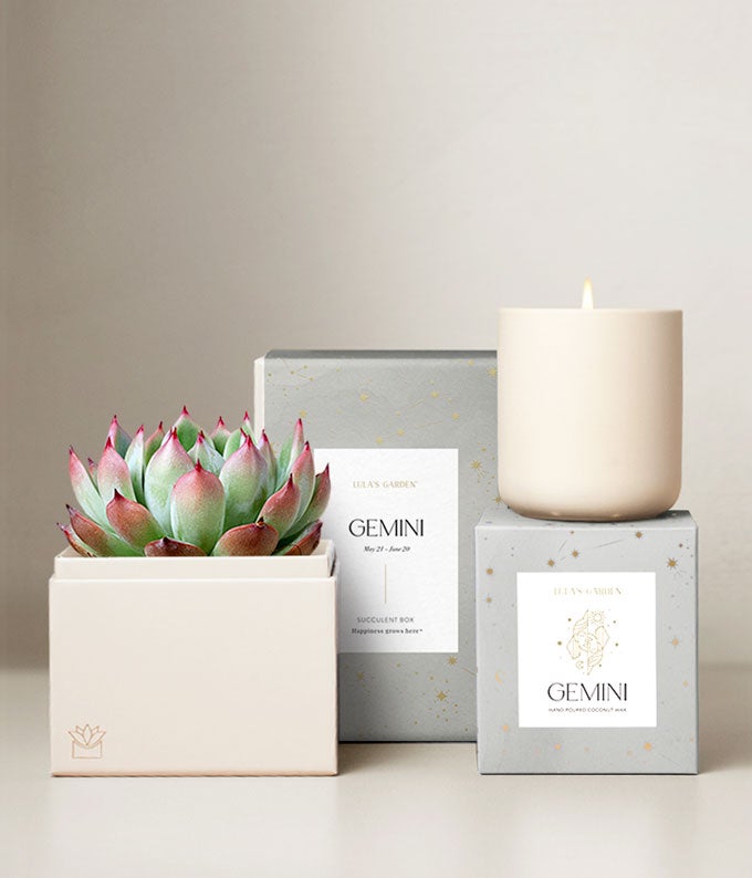 Lula's Garden ® Air Collection Gemini Succulent Set