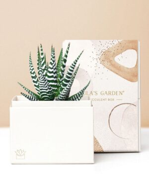 Lula's Garden ® Zebra Succulent Gift