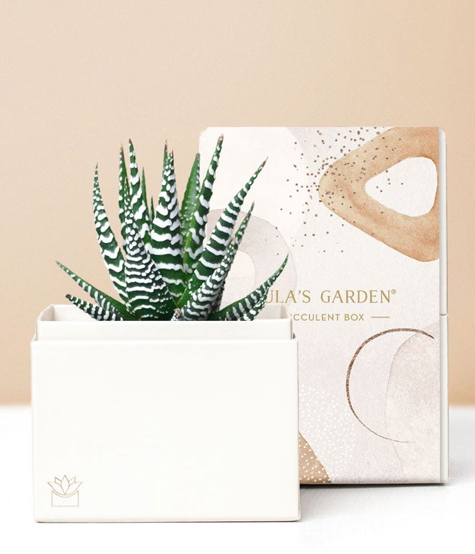 Lula's Garden ® Zebra Succulent Gift