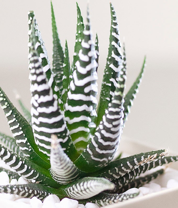 Lula's Garden ® Zebra Succulent Gift - Image 3