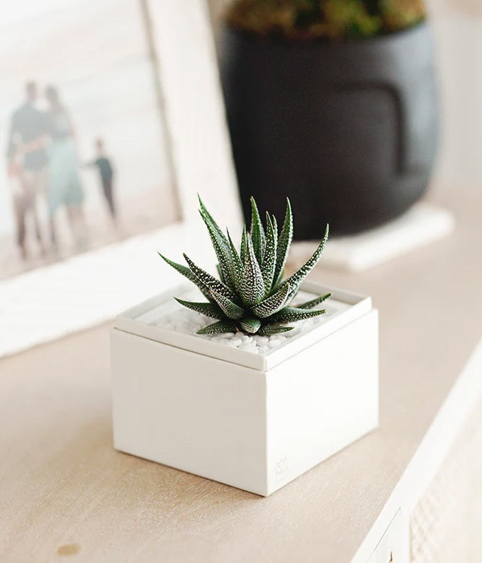 Lula's Garden ® I Love You Zebra Succulent Gift - Image 4