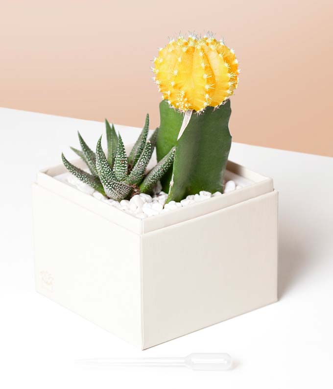 Lula's Garden ® Forever Sunny Succulent Gift - Image 2