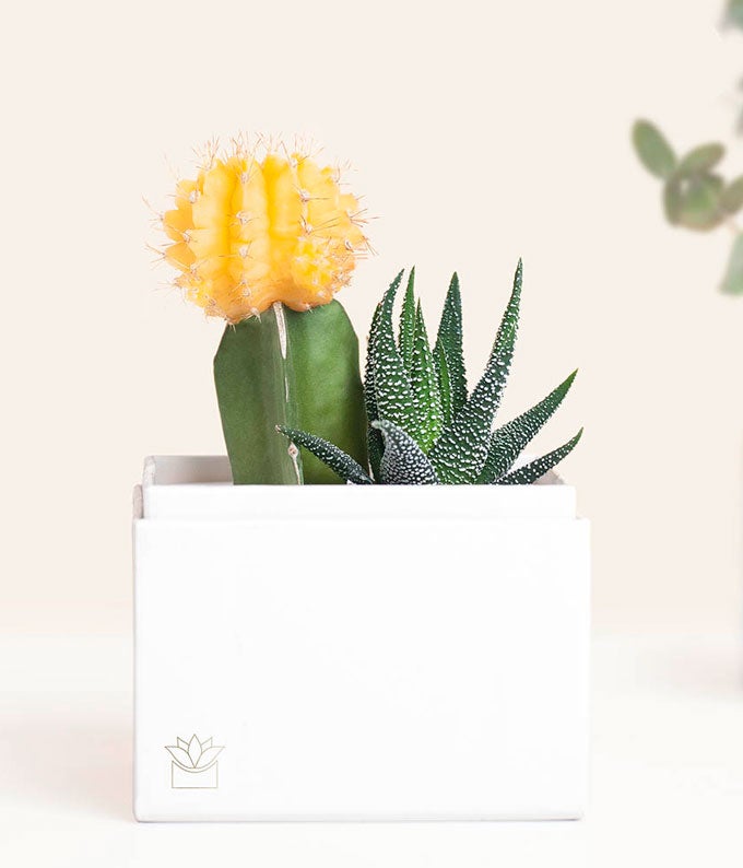 Lula's Garden ® Forever Sunny Succulent Gift - Image 3