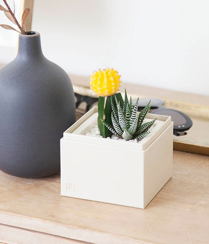 Lula's Garden ® Forever Sunny Succulent Gift - Image 4