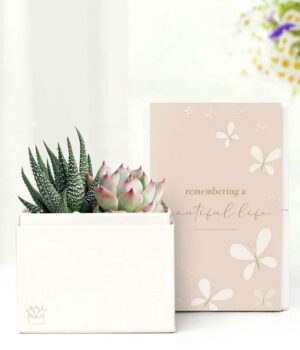 Cherished Memories Lula's Garden ® Glow Succulent Gift