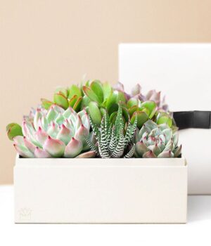 Lula's Garden ® Urban Succulent Garden