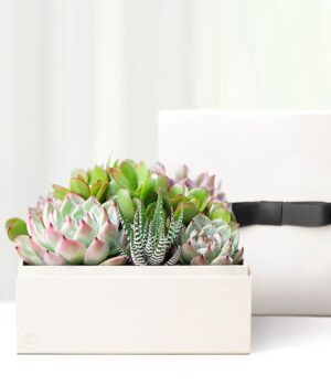 Cherished Memories Lula's Garden ® Urban Succulent Gift