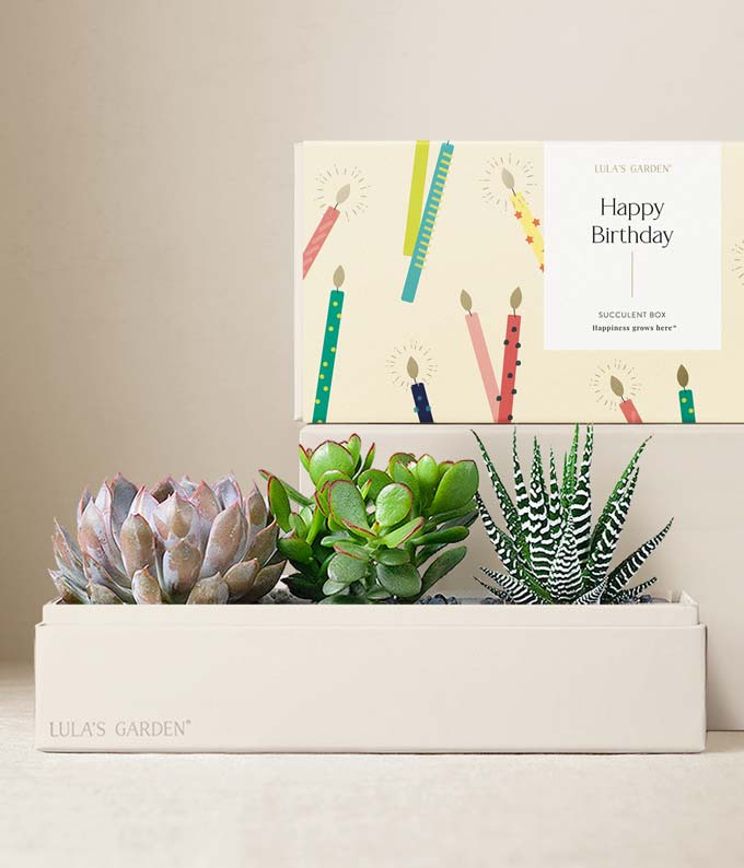 Lula's Garden ® Birthday Verdant Succulent Gift
