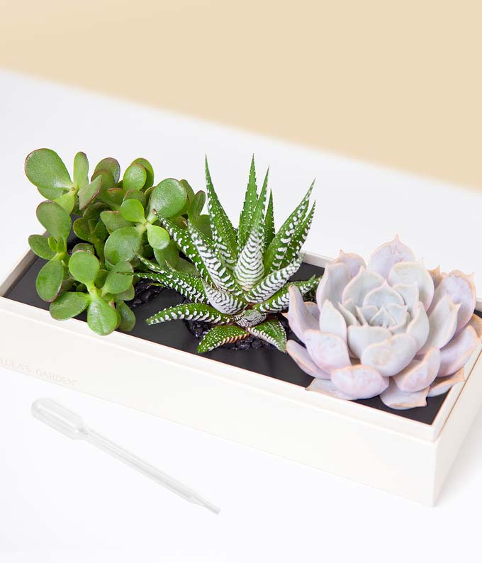 Lula's Garden ® XOXO Verdant Succulent Gift - Image 2