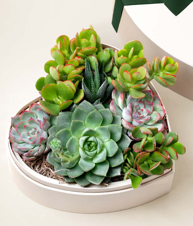 Lula's Garden ® Heart Shaped Succulent Garden