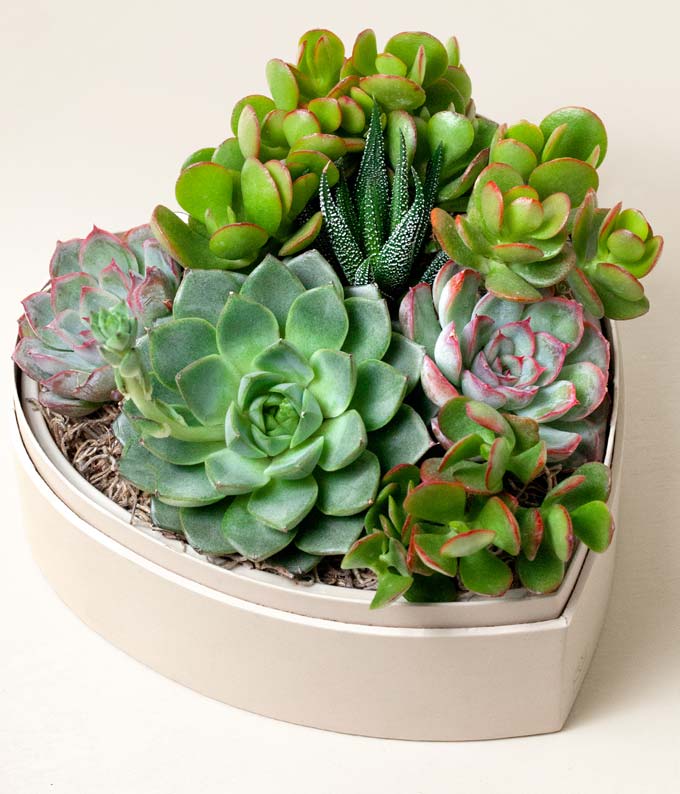 Lula's Garden ® Heart Shaped Succulent Garden - Image 2