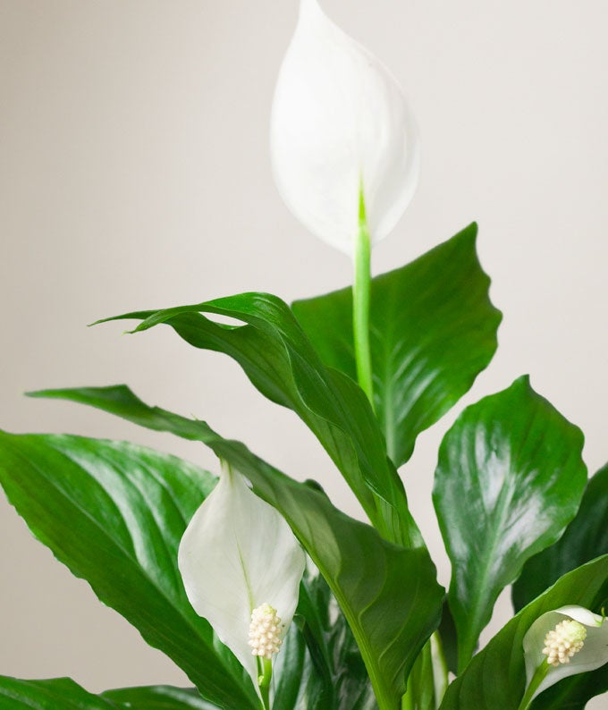 Lula's Garden ® Sympathy Peace Lily Plant - Image 2