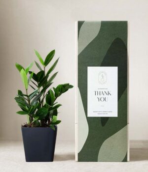 Lula's Garden ® Thank You ZZ Plant