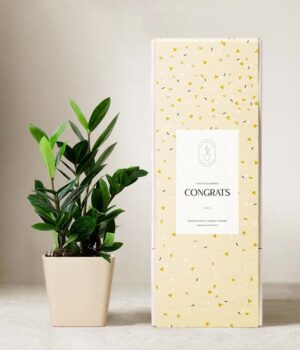 Lula's Garden ® Congrats ZZ Plant
