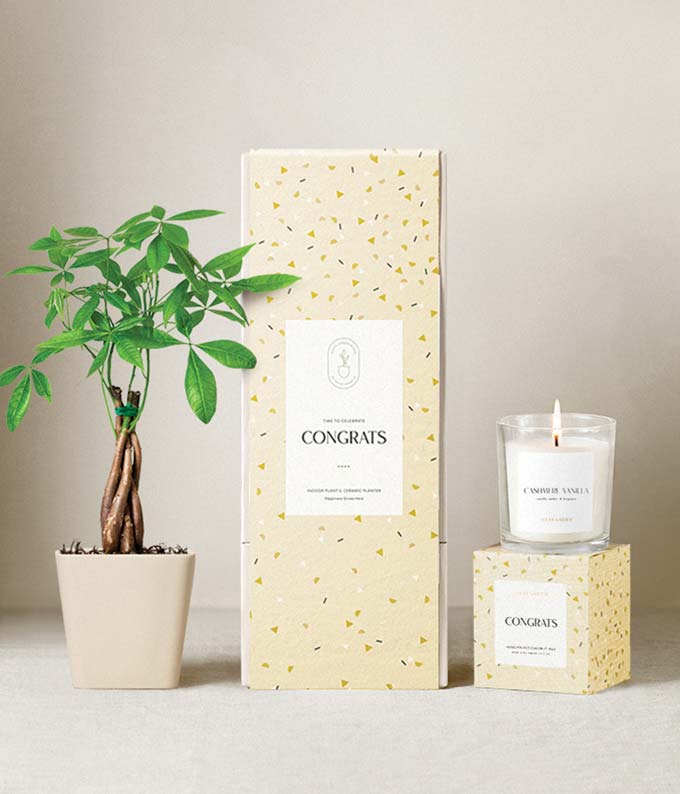 Lula's Garden ® Congrats Money Tree Gift Set