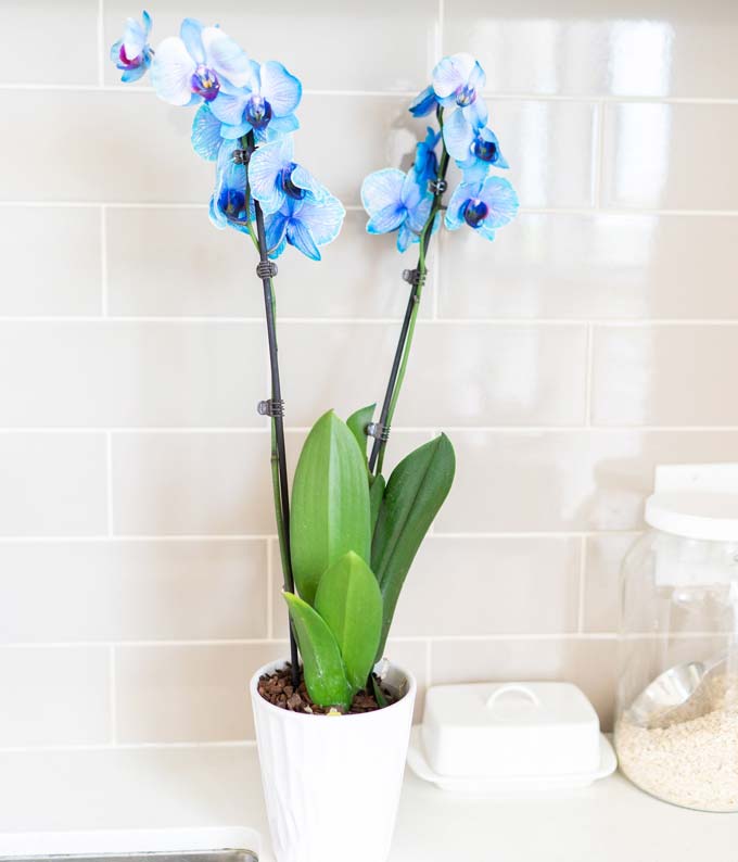 Blue Sapphire Orchid - Image 2