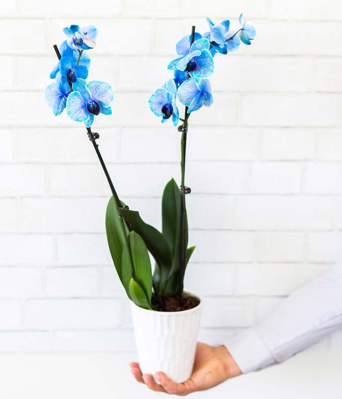 Blue Sapphire Orchid - Image 3