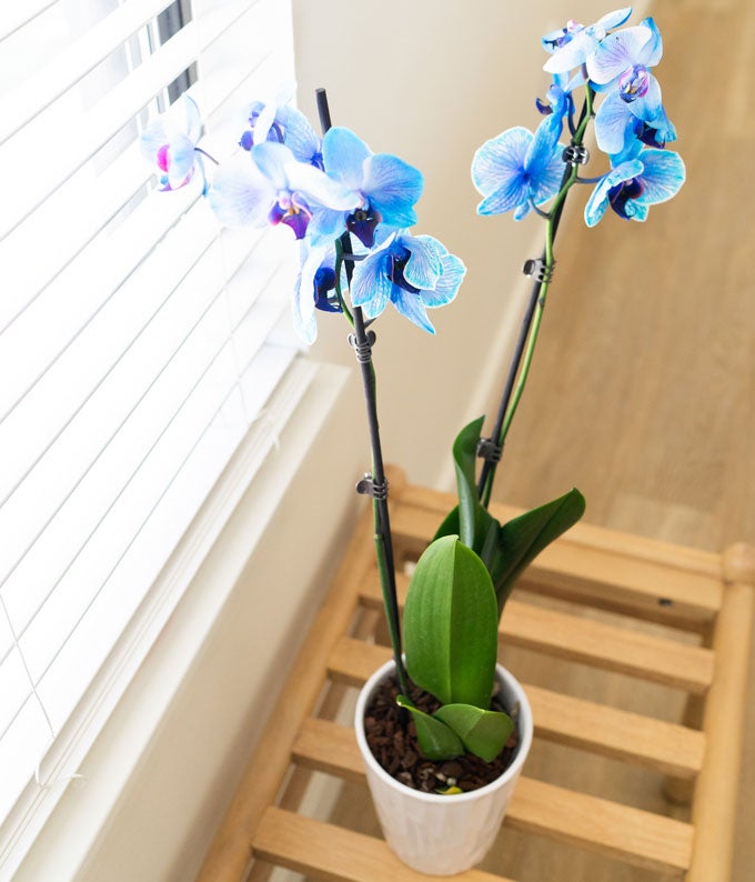 Blue Sapphire Orchid - Image 4