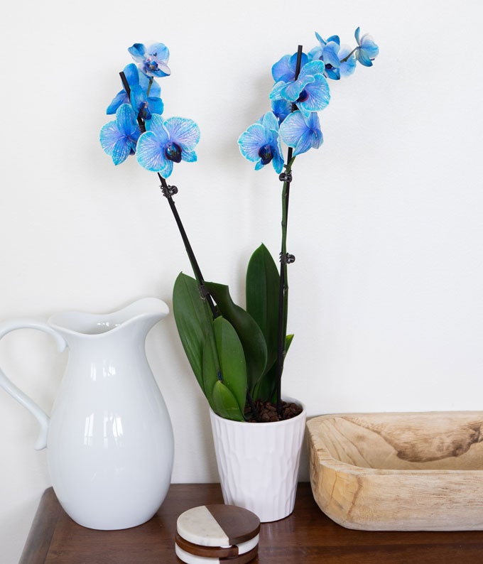 Blue Sapphire Orchid - Image 5