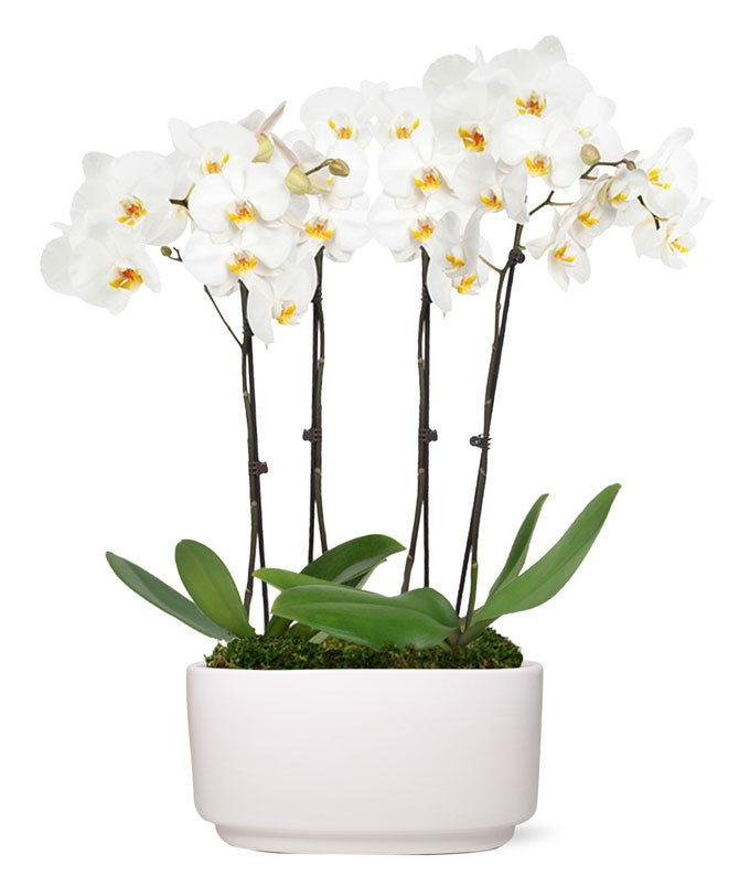Snowy White Orchid Plant