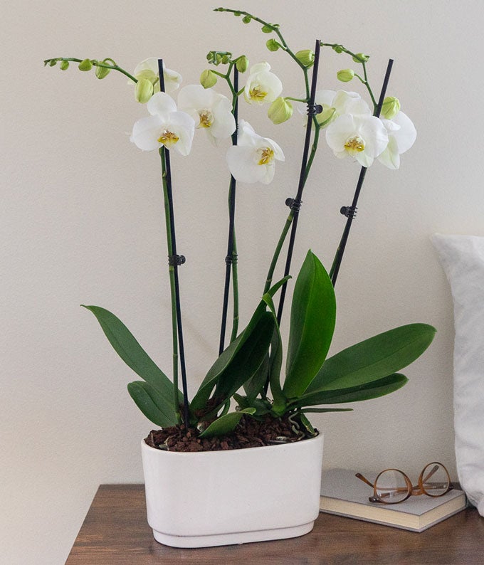 Snowy White Orchid Plant - Image 2