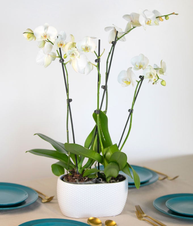 Snowy White Orchid Plant - Image 3
