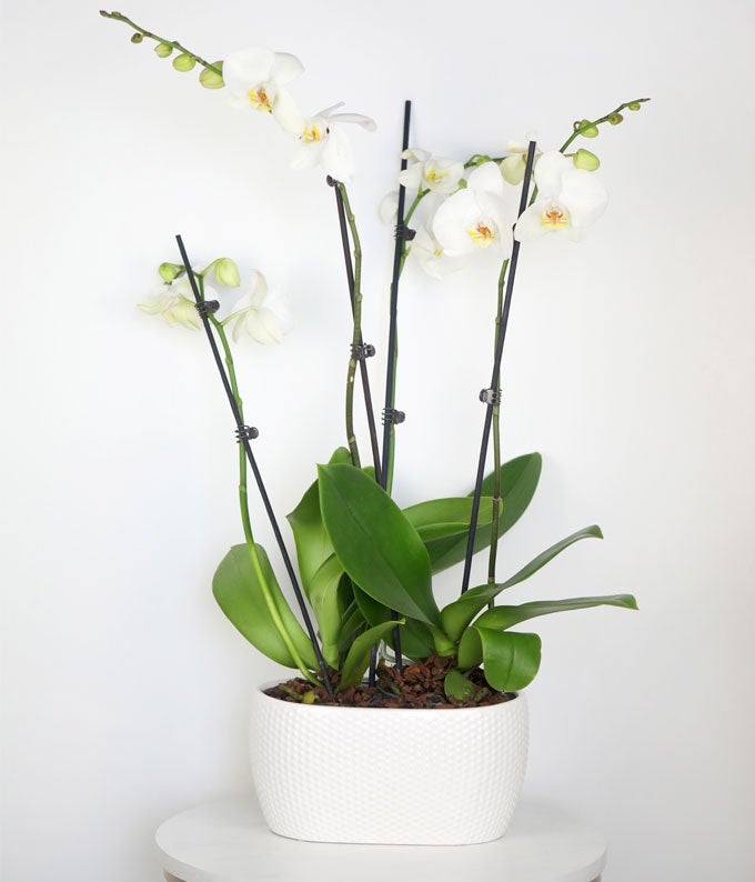 Snowy White Orchid Plant - Image 4
