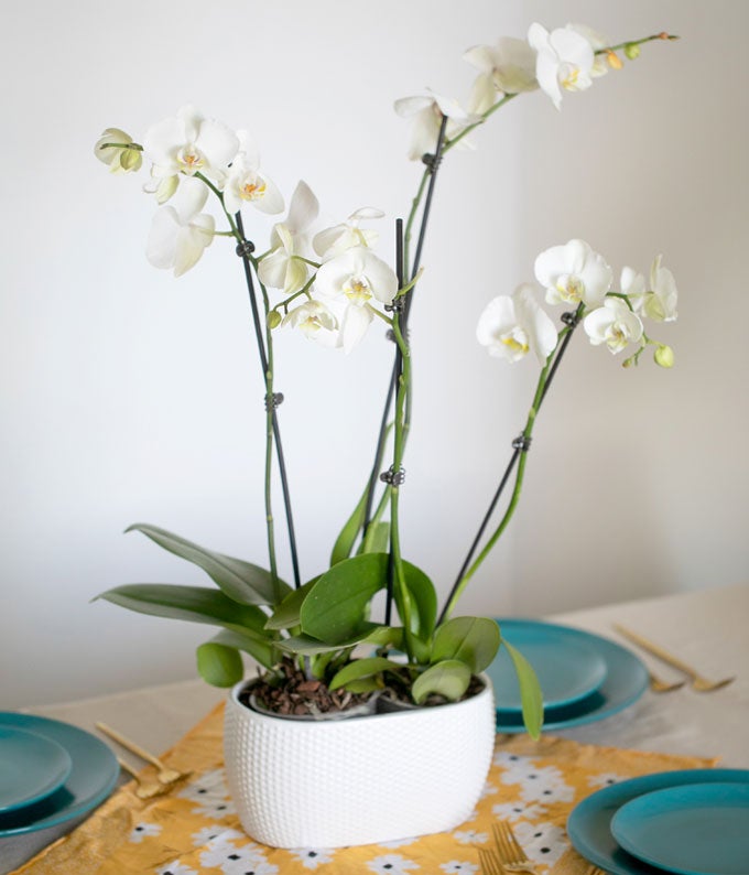 Snowy White Orchid Plant - Image 5