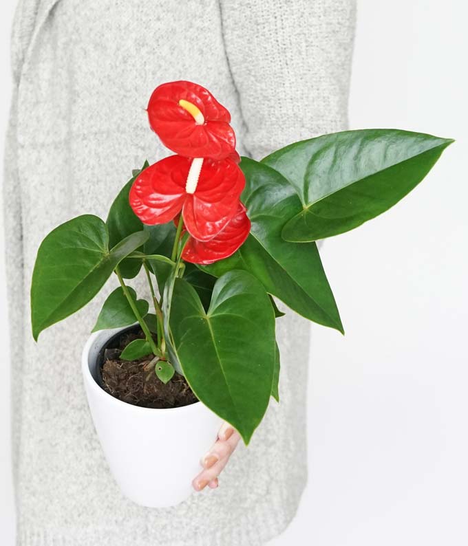 Anthurium Plant - Image 2