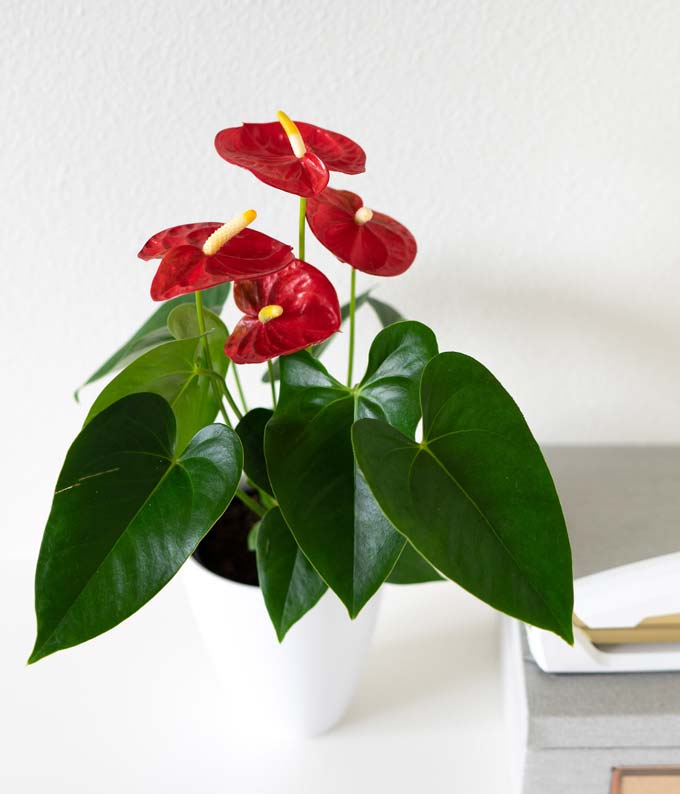 Anthurium Plant - Image 3