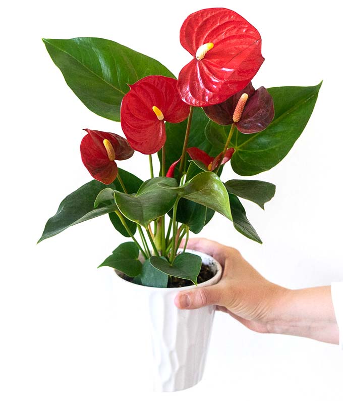 Anthurium Plant - Image 4
