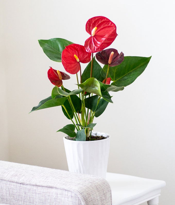 Anthurium Plant - Image 5